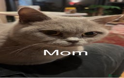 British Shorthair cats for sale: British shorthair - Image 7