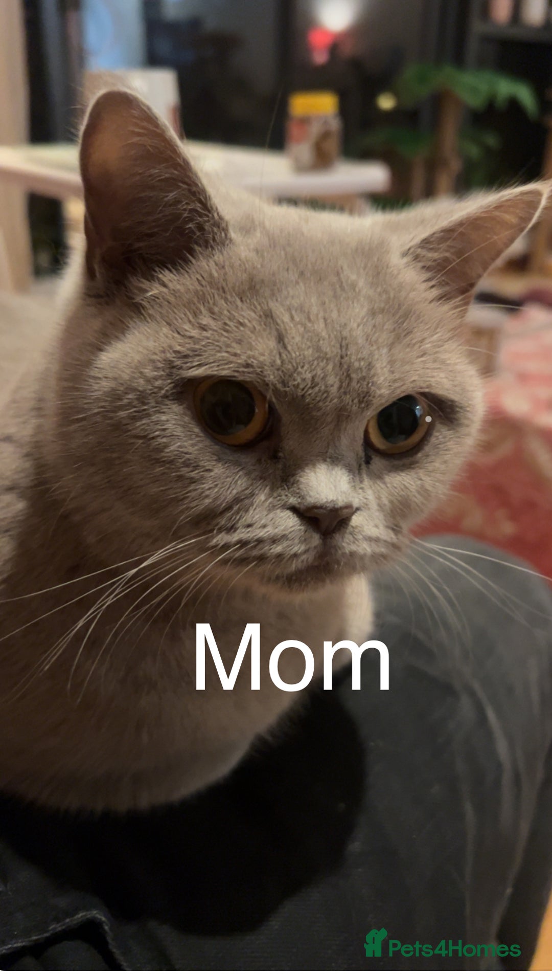 British Shorthair cats for sale: British shorthair - Image 7