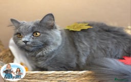 British Longhair cats for sale: British longhair girl reduced to help find home - Image 4