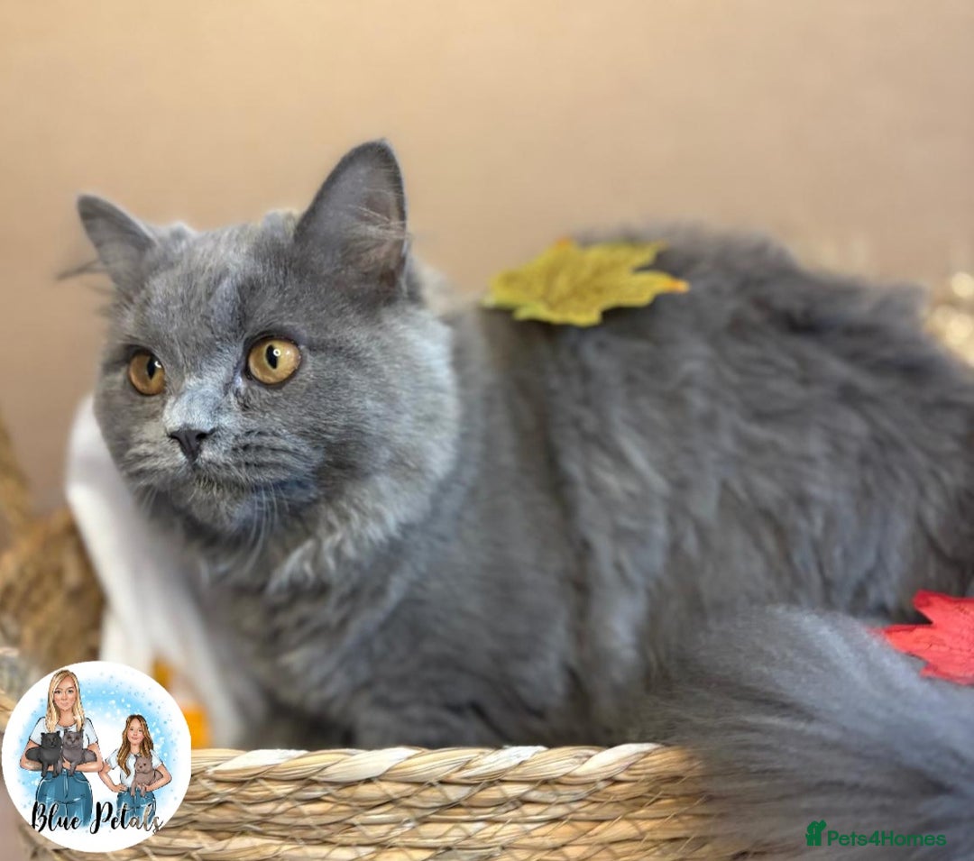 British Longhair cats for sale: British longhair girl reduced to help find home - Image 4