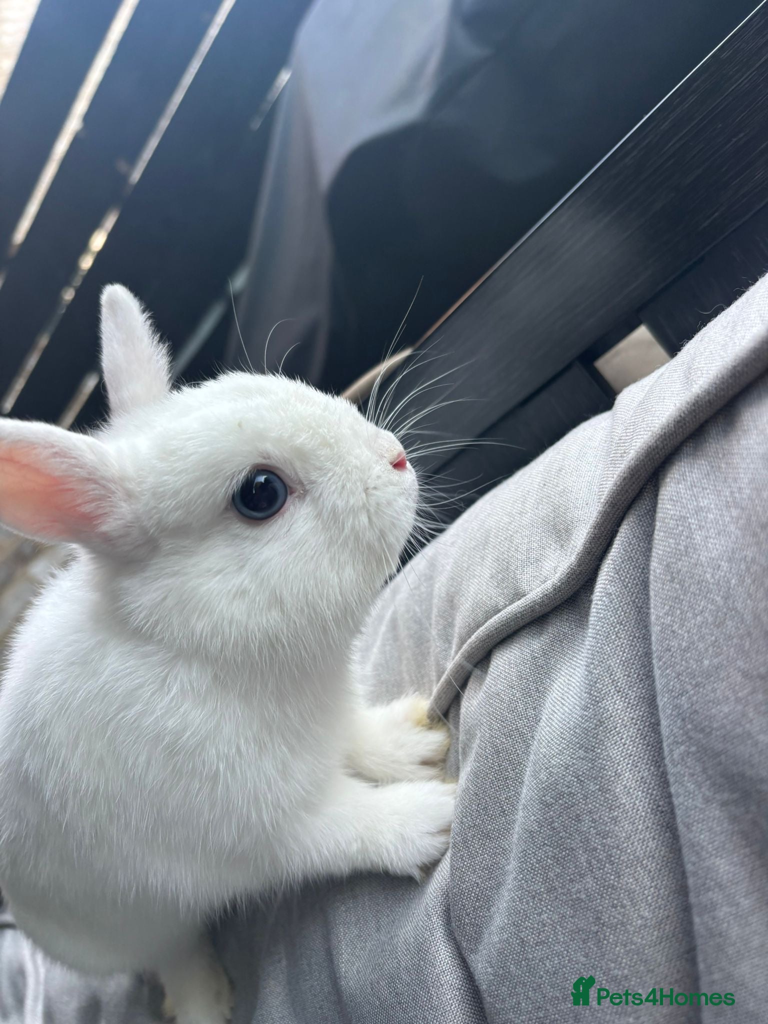 Netherland Dwarf rabbits White Netherland Dwarf - Advert 2