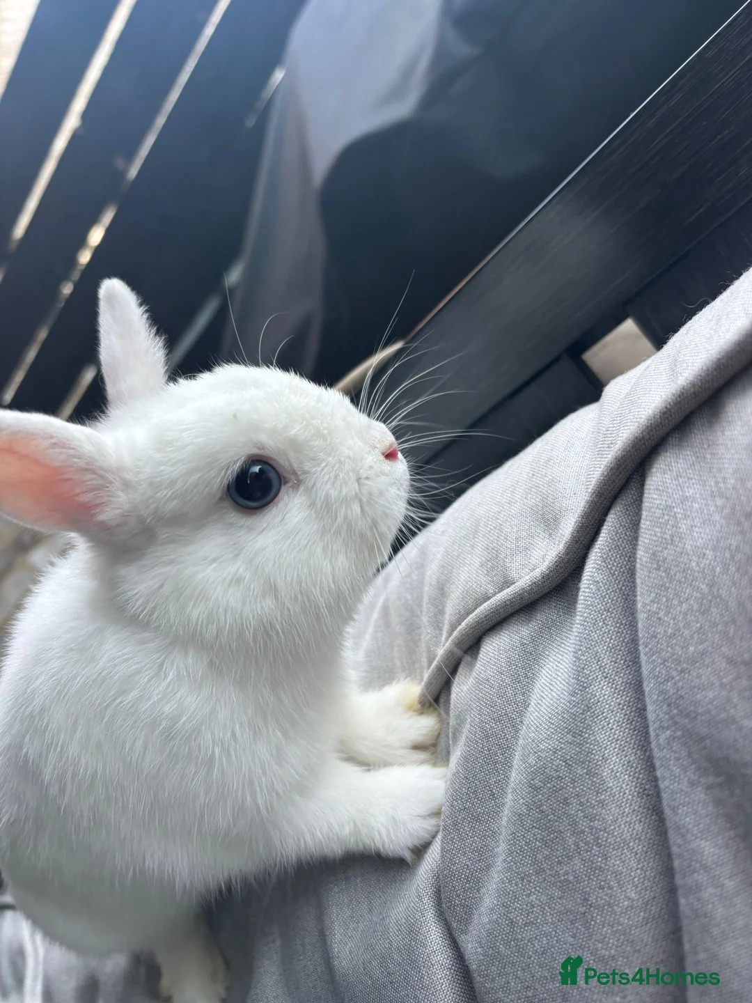 Netherland Dwarf rabbits for sale: White Netherland Dwarf - Advert 2