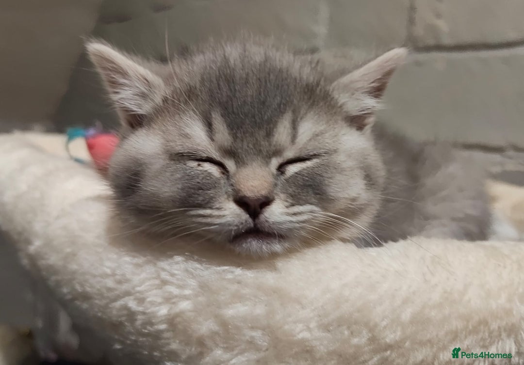 British Shorthair cats for sale: 8 BRITISH SHORTHAIR KITTENS GCCF REGISTERED  - Advert 14