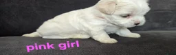 Maltese dogs for sale: ⭐️KC registered Maltese puppies⭐️ - Advert 16