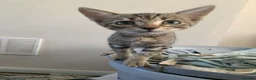 Bengal cats for sale: Bengals  - Advert 6
