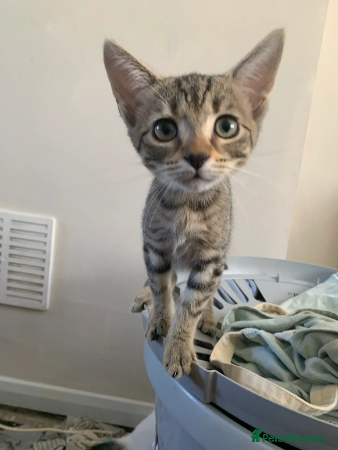 Bengal cats for sale: Bengals  - Advert 6
