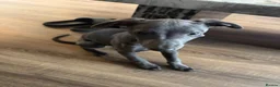 Whippet dogs for sale: Blue whippet pup - Advert 3