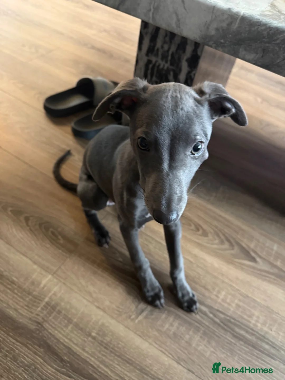 Whippet dogs for sale: Blue whippet pup - Advert 3