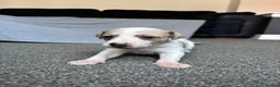 Whippet dogs for sale: Whippet bitch for sale 1 girl left  - Advert 2