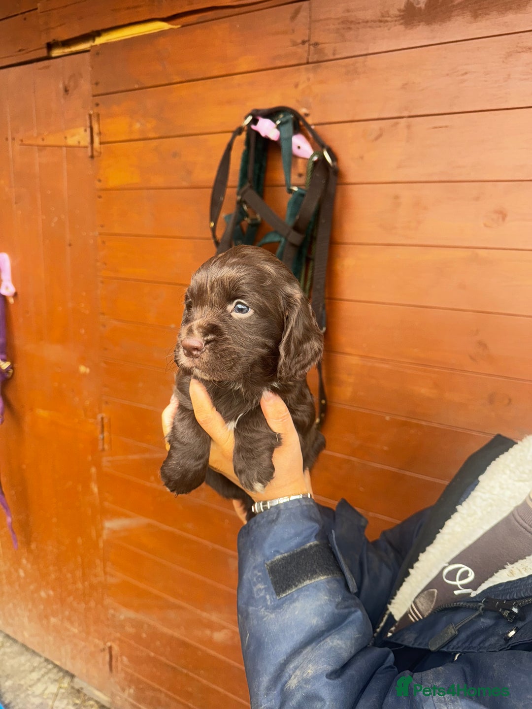 Cocker Spaniel dogs for sale: Health Tested Clear KC Registered Working Cockers - Advert 26