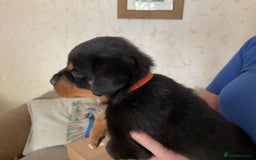 Rottweiler dogs for sale: Gorgeous KC Registered Rottweiler Puppies  - Image 13