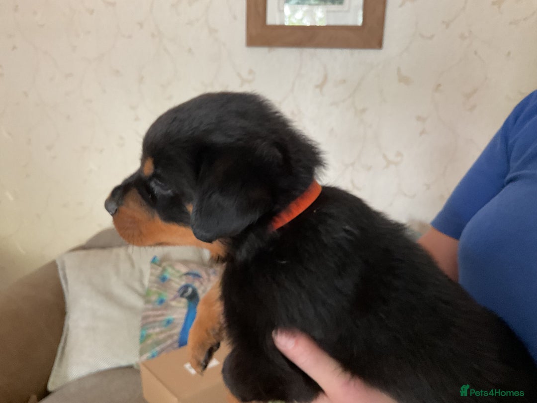 Rottweiler dogs for sale: Gorgeous KC Registered Rottweiler Puppies  - Image 13