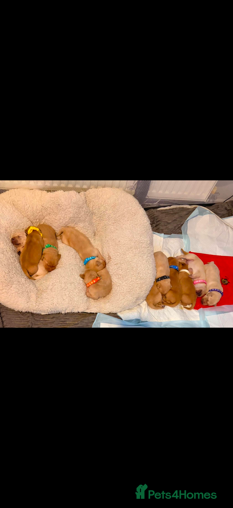 Goldador dogs for sale: 11 Beautiful Goldador puppies - Advert 1