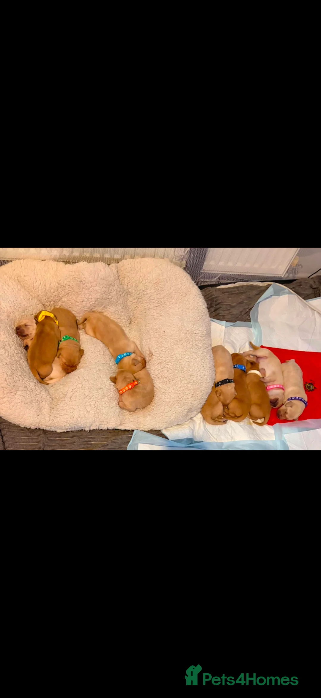 Goldador dogs for sale: 11 Beautiful Goldador puppies - Advert 1
