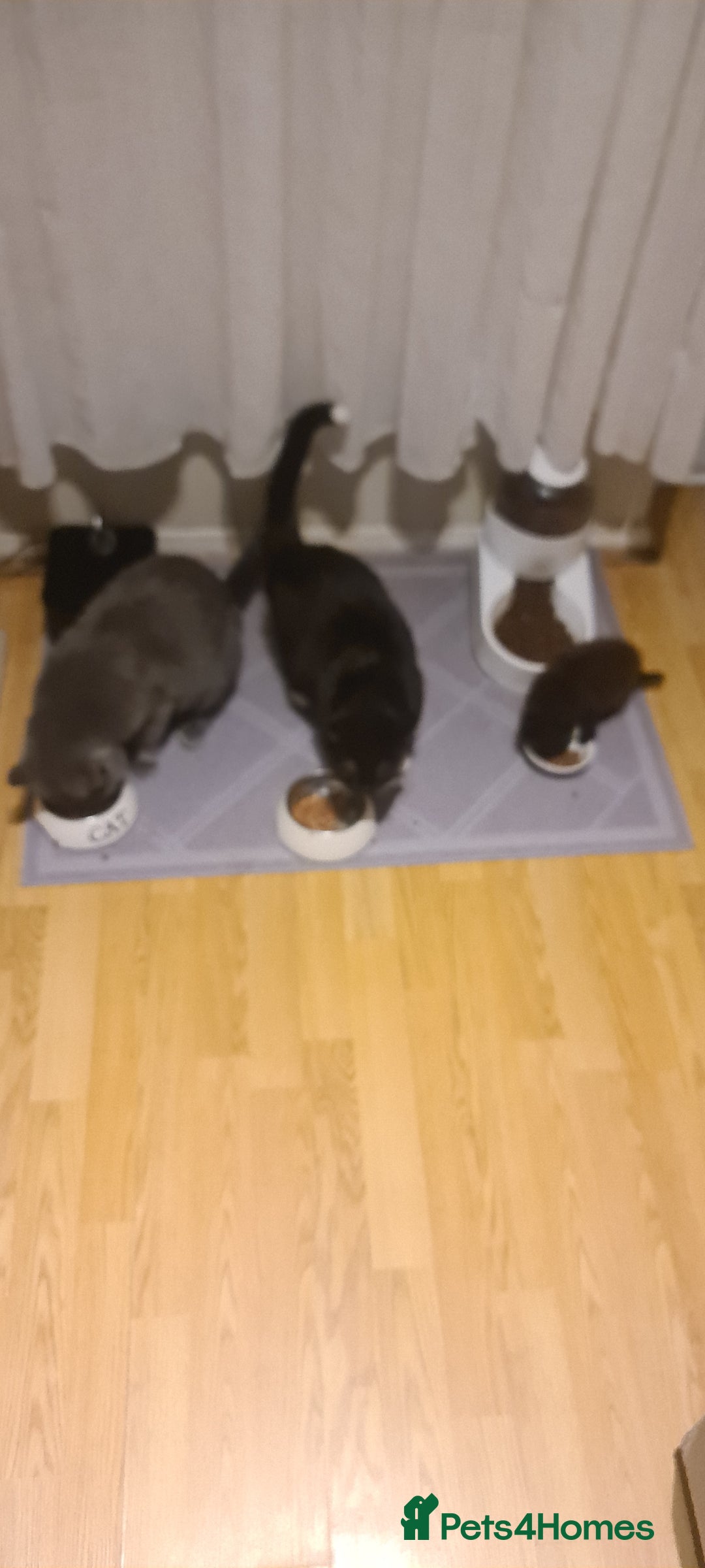 Mixed Breed cats for sale: Kitten  - Advert 5