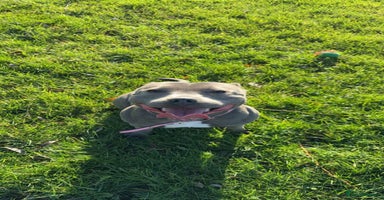 Staffordshire Bull Terrier dogs - Advert 2