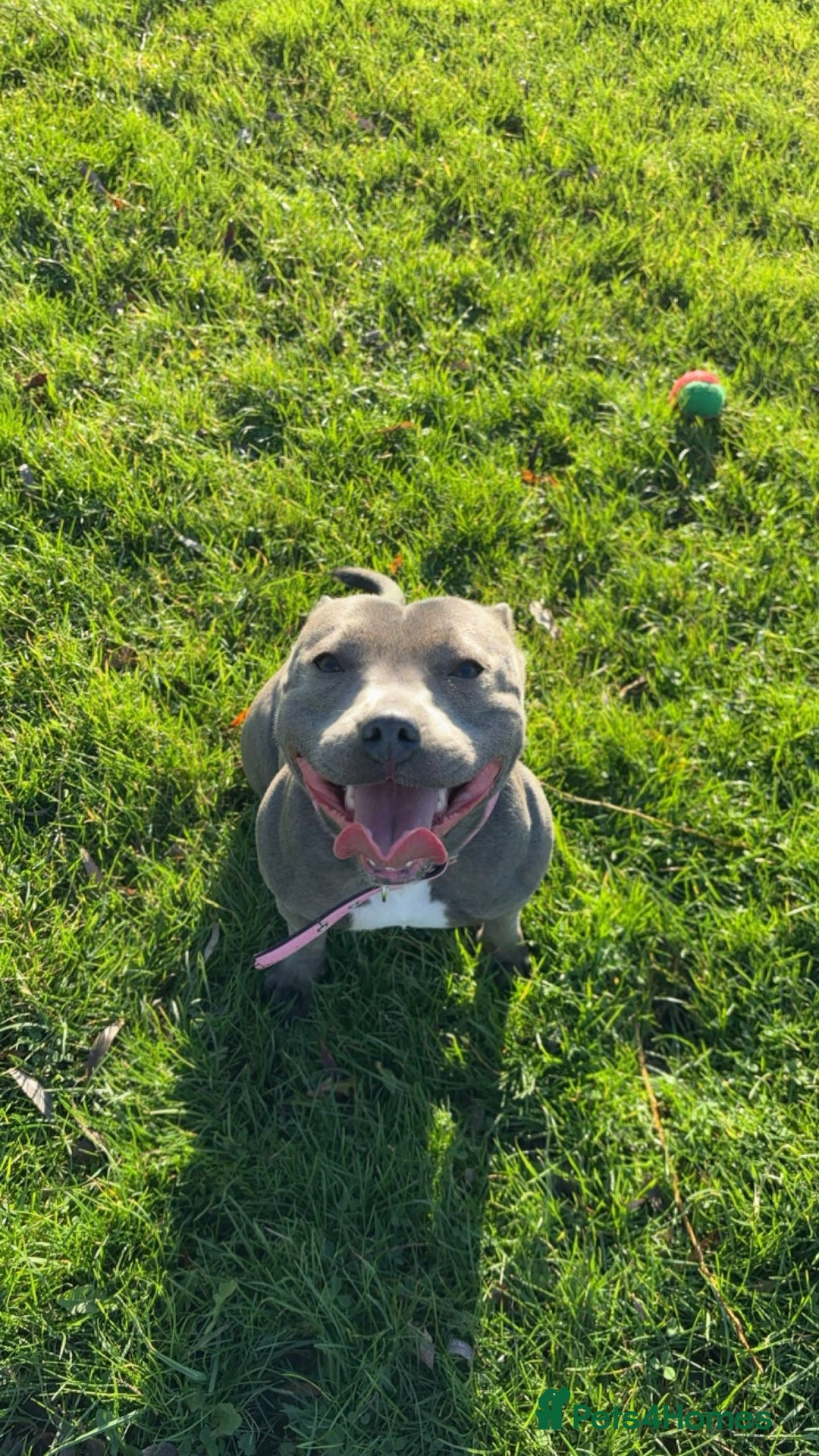 Staffordshire Bull Terrier dogs for sale: ✨ Blue Staffy Pups – Happy, Healthy & Loving!  - Image 2