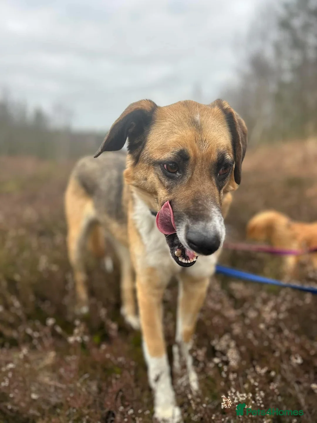 Mixed Breed dogs for adoption: Teddy - Norwich Norfolk  in Norwich - Advert 12