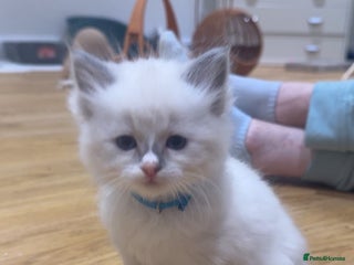 Ragdoll cats - Advert 6