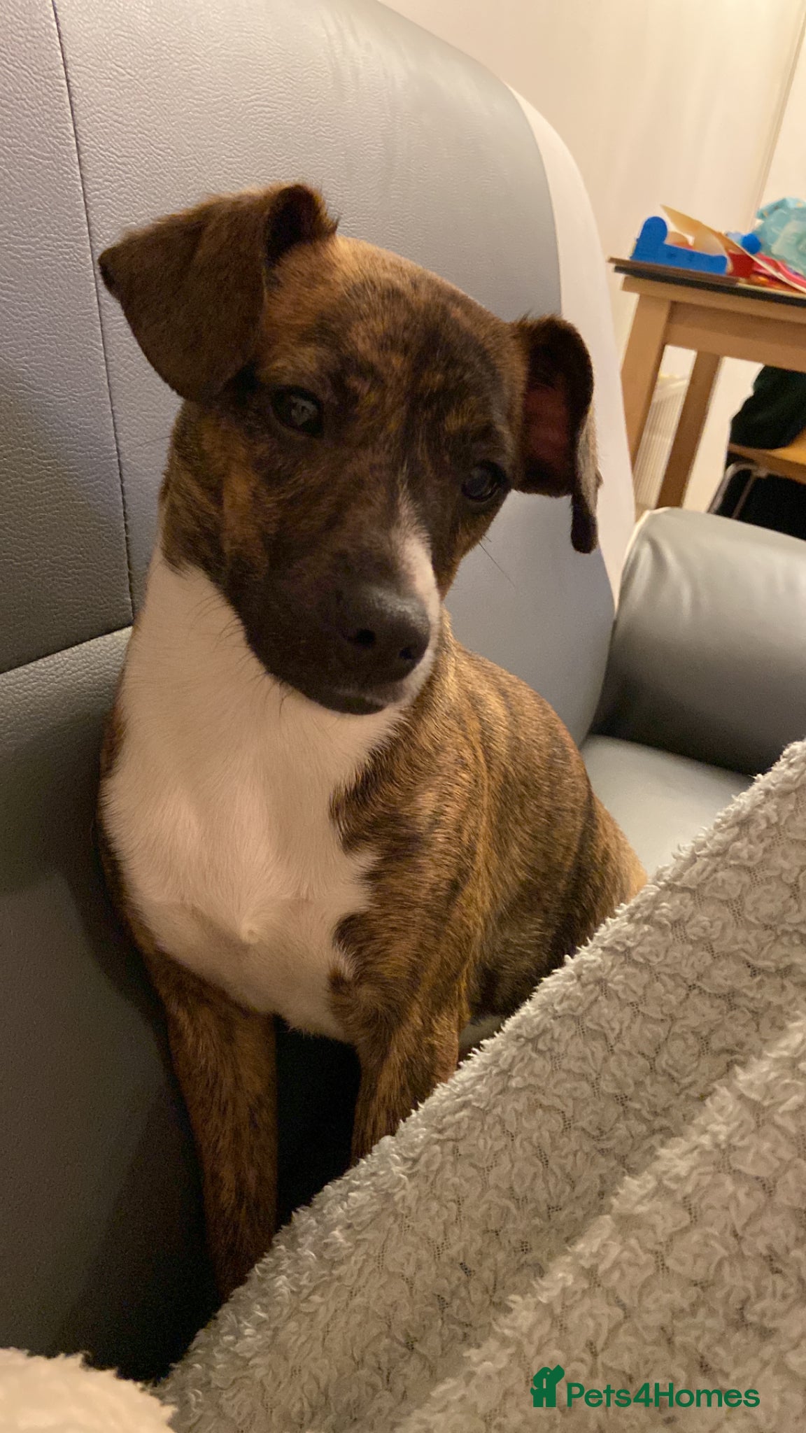 Mixed Breed dogs Cockerjack puppies for sale  - Advert 7