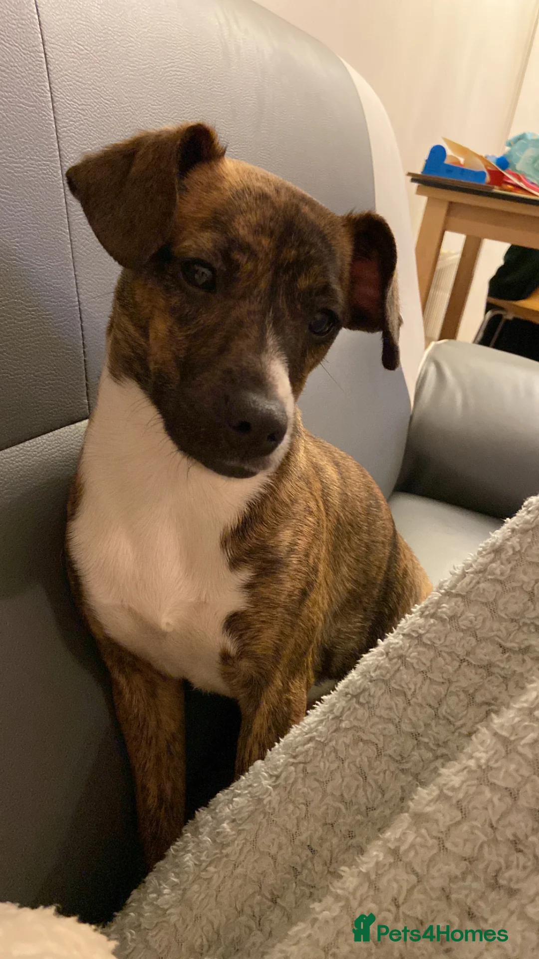 Mixed Breed dogs for sale: Cockerjack puppies for sale  - Advert 1