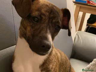 Mixed Breed dogs Cockerjack puppies for sale - Advert 3