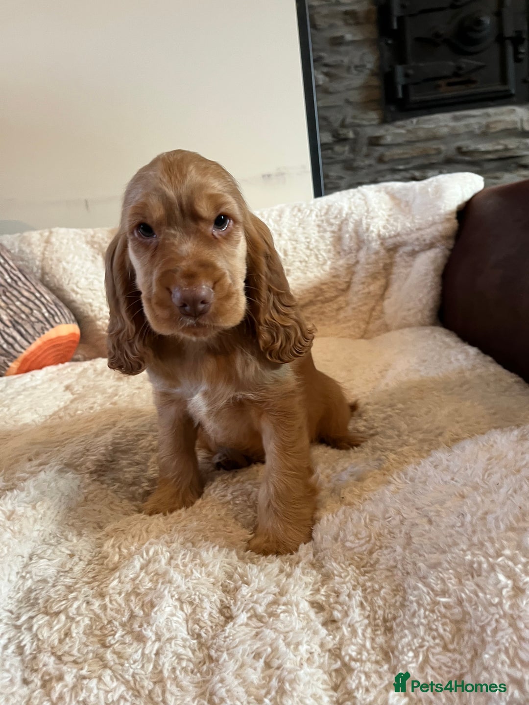 Cocker Spaniel dogs for sale: Health tested KC reg low co eff show type cockers - Advert 14