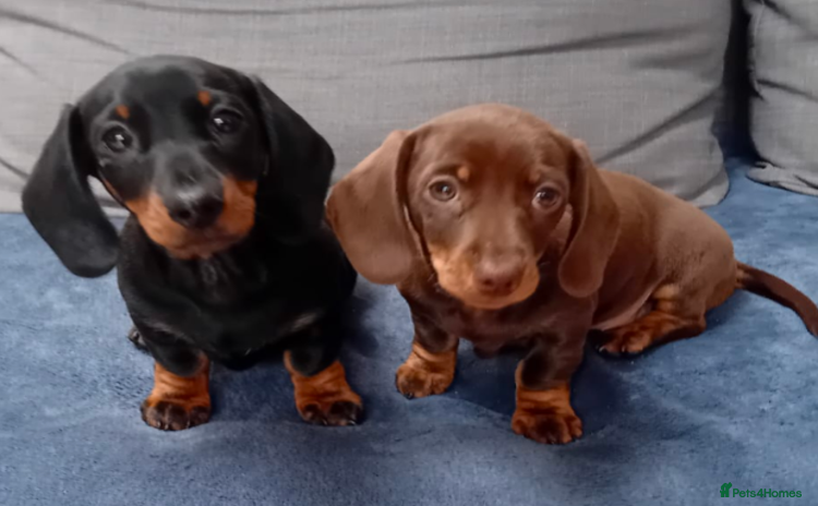 Miniature Dachshund dogs - Advert 15