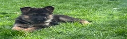 German Shepherd dogs for sale: KC reg German shepherd puppies  - Advert 23