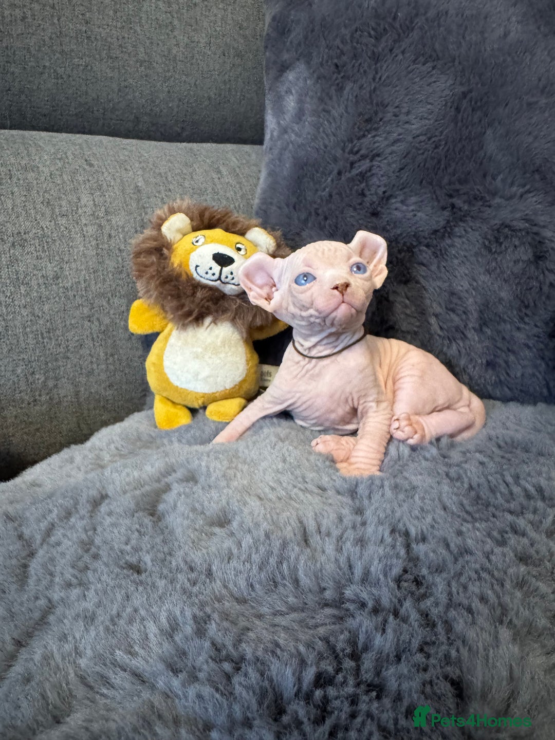 Sphynx cats for sale:  🔥Sphynx and Elf kittens 🔥 - Advert 9