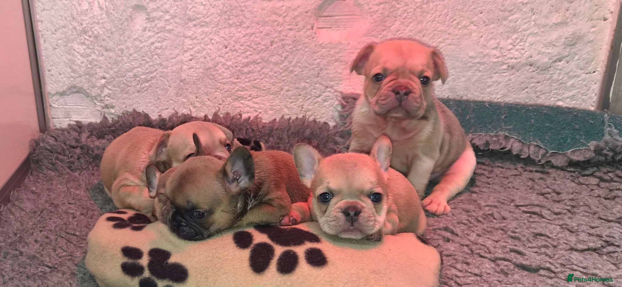 French Bulldog dogs French Bulldog KC Puppies - Advert 2