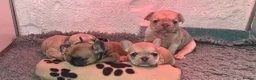 French Bulldog dogs for sale: French Bulldog KC Puppies - Advert 2