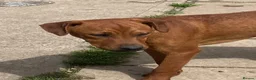 Patterdale Terrier dogs for sale: 3 Patterdale dogs… one 8 mths…. Two 6 months  - Advert 8
