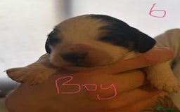 Cocker Spaniel dogs for sale: Cocker spaniel puppies  in Kidderminster - Image 12