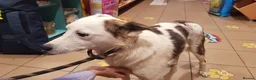 Mixed Breed dogs for sale: Meet wonderful JACK! in Sheffield - Advert 4