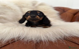 Miniature Dachshund dogs for sale: Stunning Silver & Chocolate Dapple Miniatures - Image 35