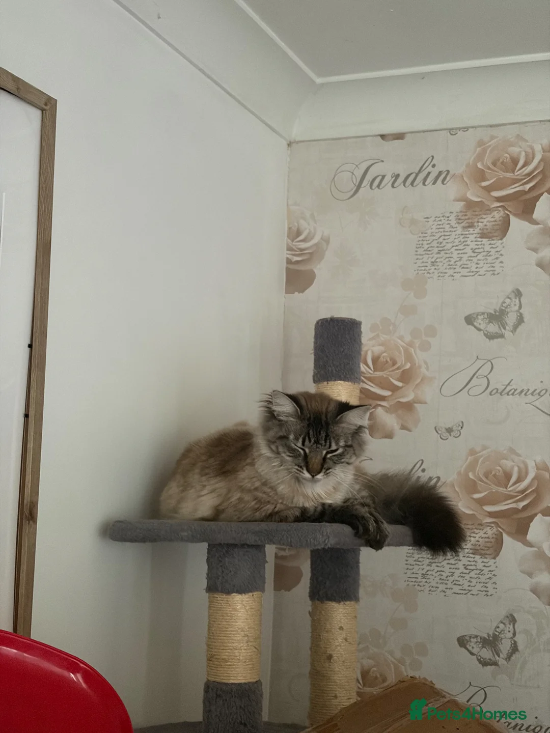 Siamese cats for sale: 1 year old cat - Advert 1
