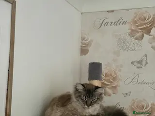 Siamese cats 1 year old cat - Advert 2