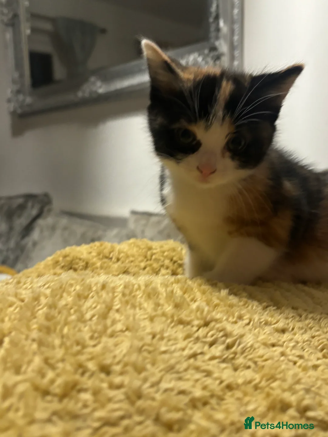 British Shorthair cats for sale: Calico kittens  - Advert 7