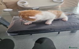 Abyssinian cats for sale: Beautiful & very therapeutic to watch them grow :) - Image 8