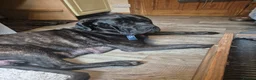 Mixed Breed dogs for sale: Beautiful Brindle Cane Corso/ Mastiff pups - Advert 9