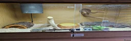 Milk Snake reptiles for sale: Honduran milk snake in Nottingham - Advert 5