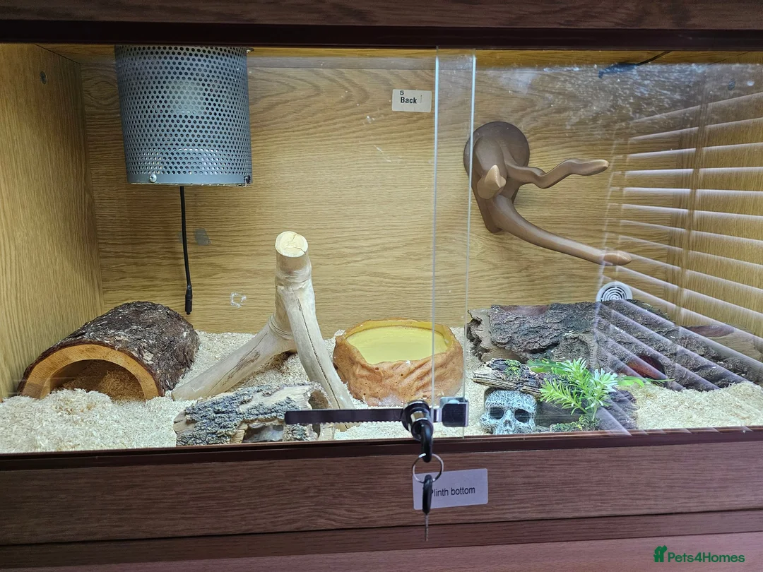 Milk Snake reptiles for sale: Honduran milk snake in Nottingham - Advert 5