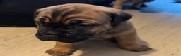 Cane Corso dogs for sale: Ready now 4 beautiful caneCorso pups - Advert 19