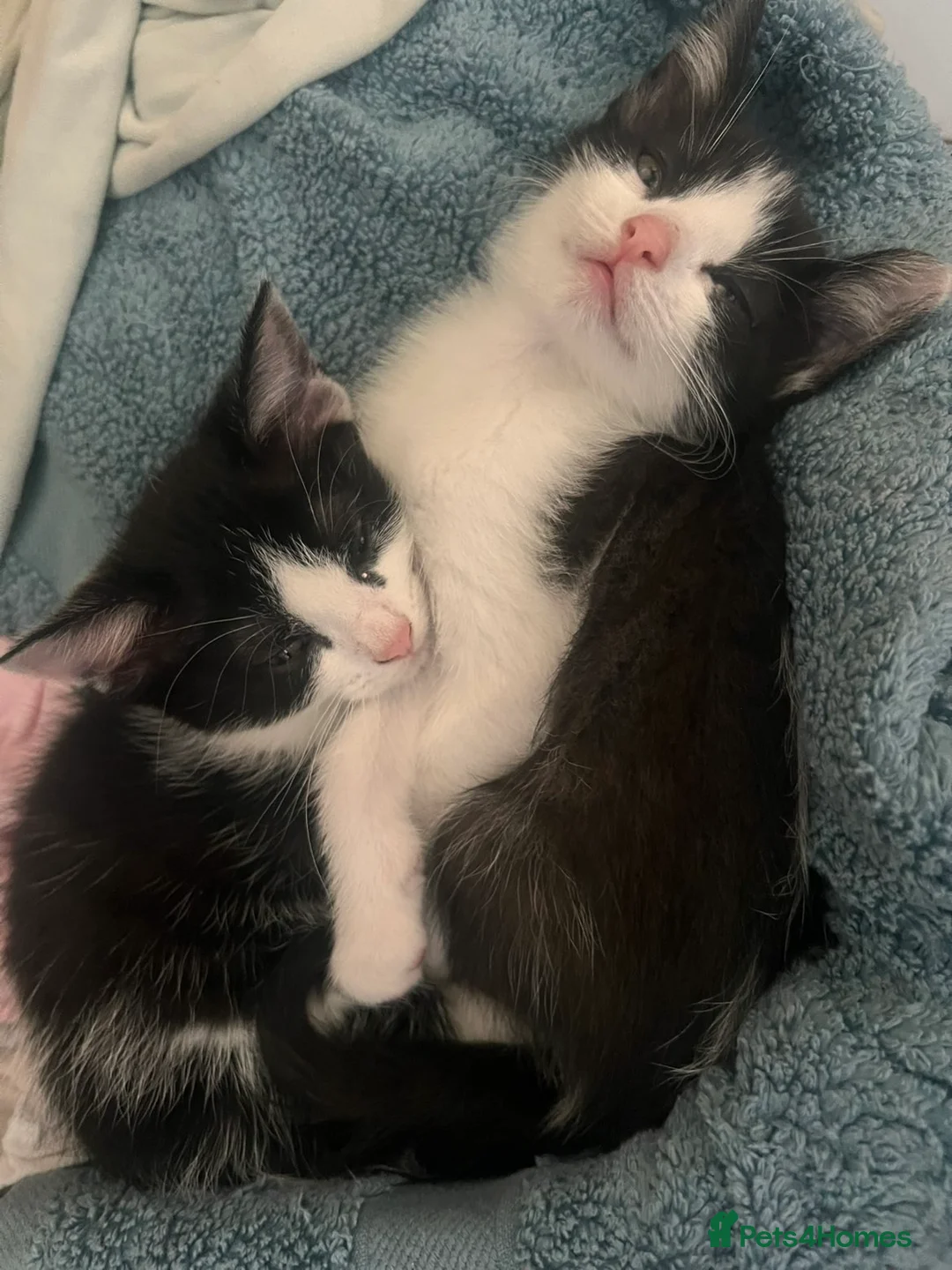 Turkish Van cats for sale: Turkish van x kittens - Advert 1