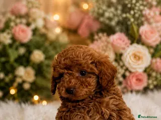 Cavapoo dogs We have a gorgeous litter of Cavapoo puppies - Advert 1