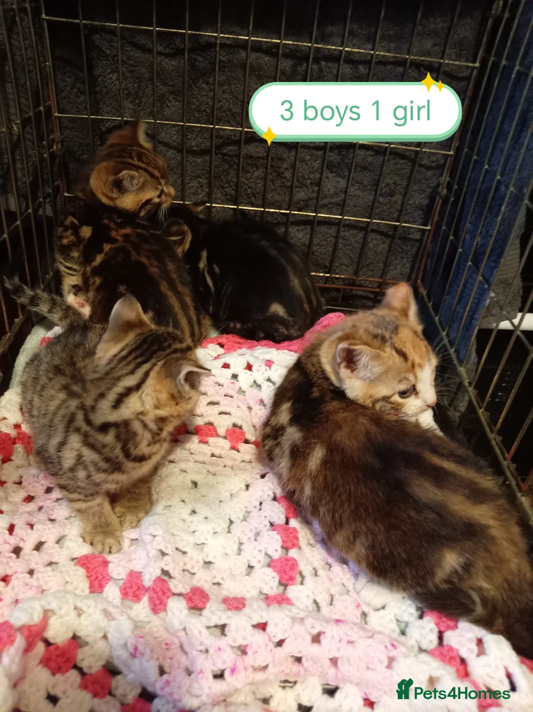 Mixed Breed cats for sale: Kittens bengal Cross  - Advert 24