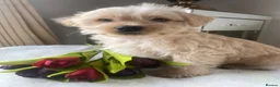 Westiepoo dogs for sale: Westypoos in Northallerton - Advert 15
