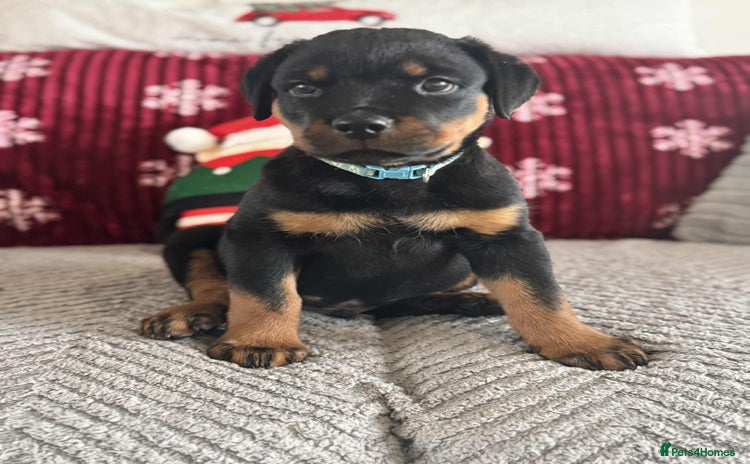 Rottweiler dogs * 1 Left* German Lines - Chunky Rottweiler Puppies - Advert 3