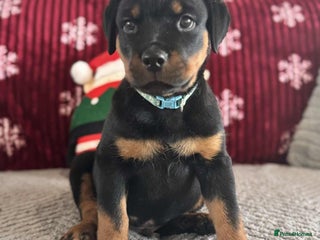 Rottweiler dogs * 1 Left* German Lines - Chunky Rottweiler Puppies - Advert 1